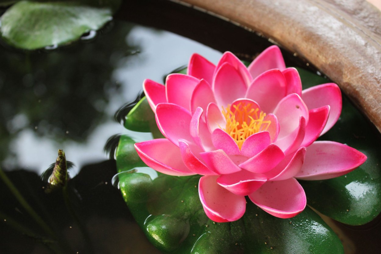 Имбирный Лотос