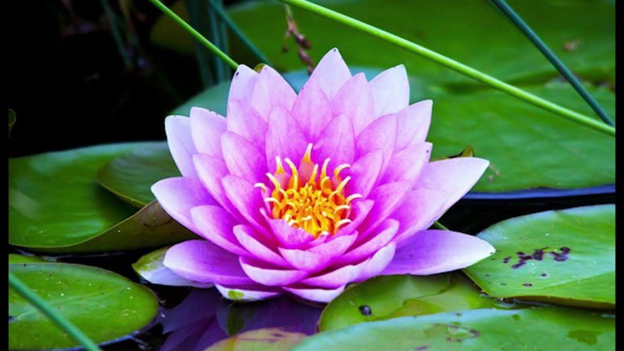 Кувшинка Nymphaea Aurora