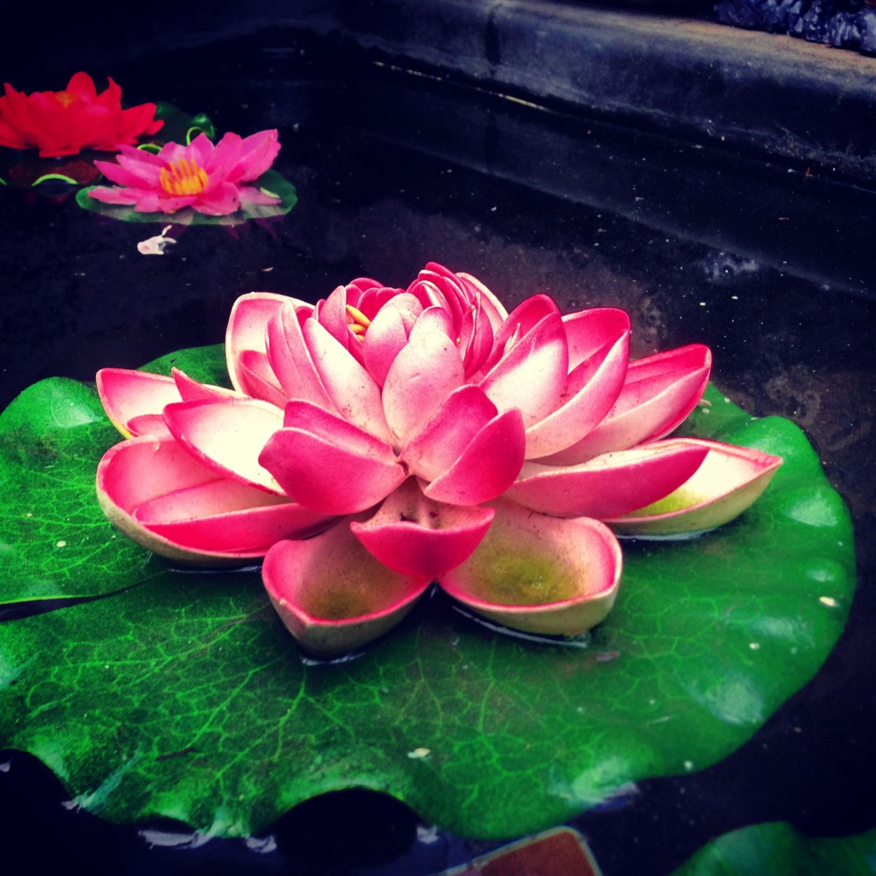 Лотос разноцветный