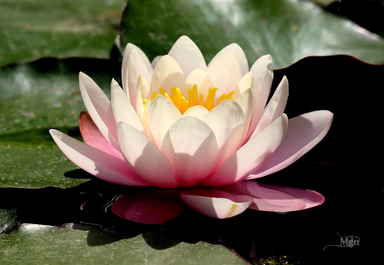 Красный Лотос Индия