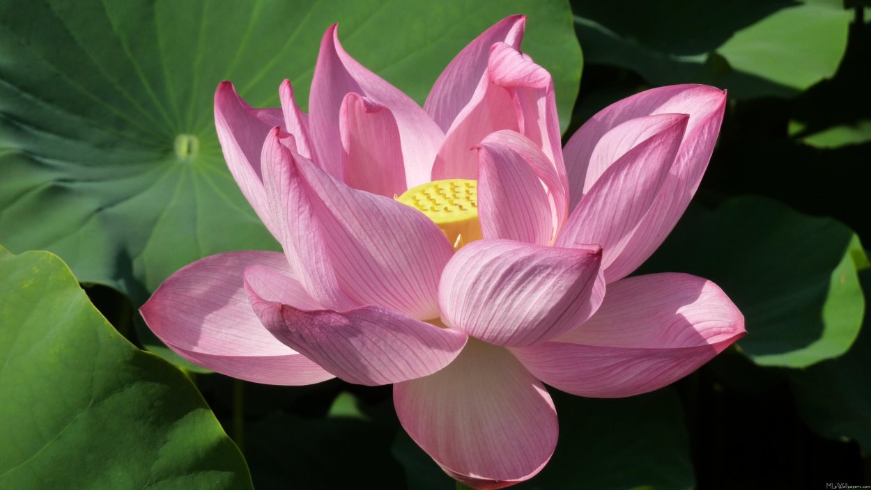 Лотус Фловер