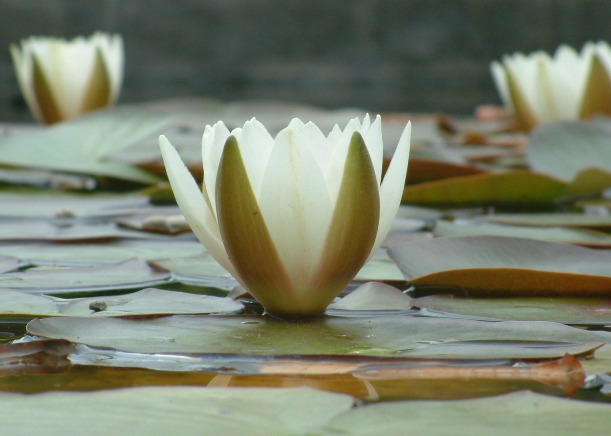 Лотос Лилия