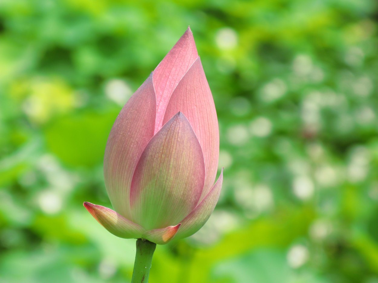 Нераспустившийся цветок лотоса