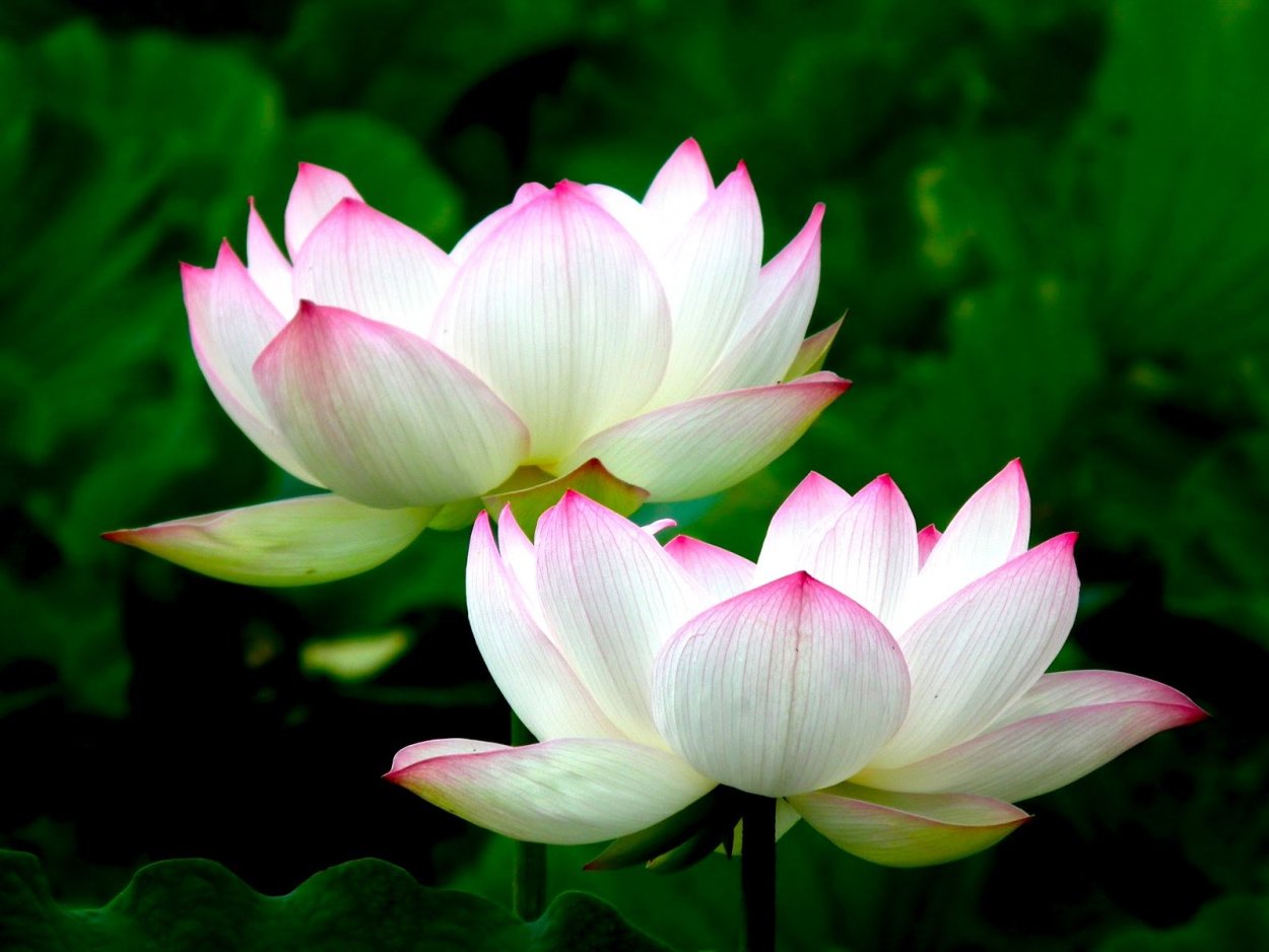 Королевский Лотос