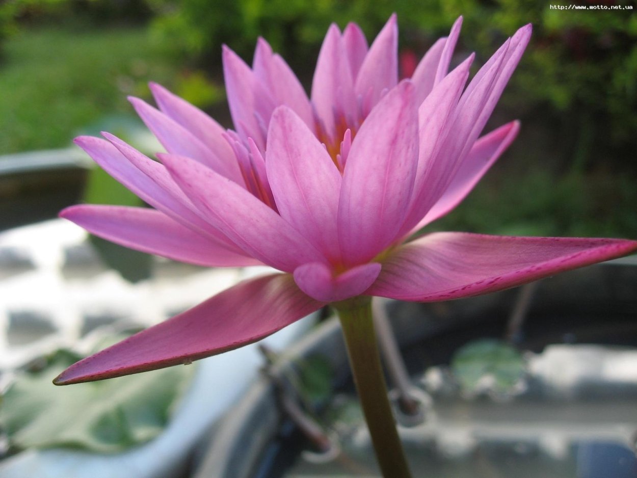 Лотос растение