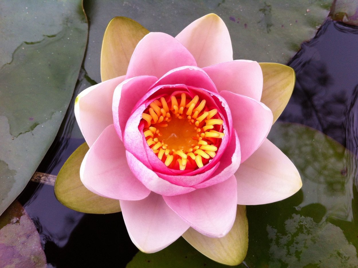 Лотос кувшинка сверху