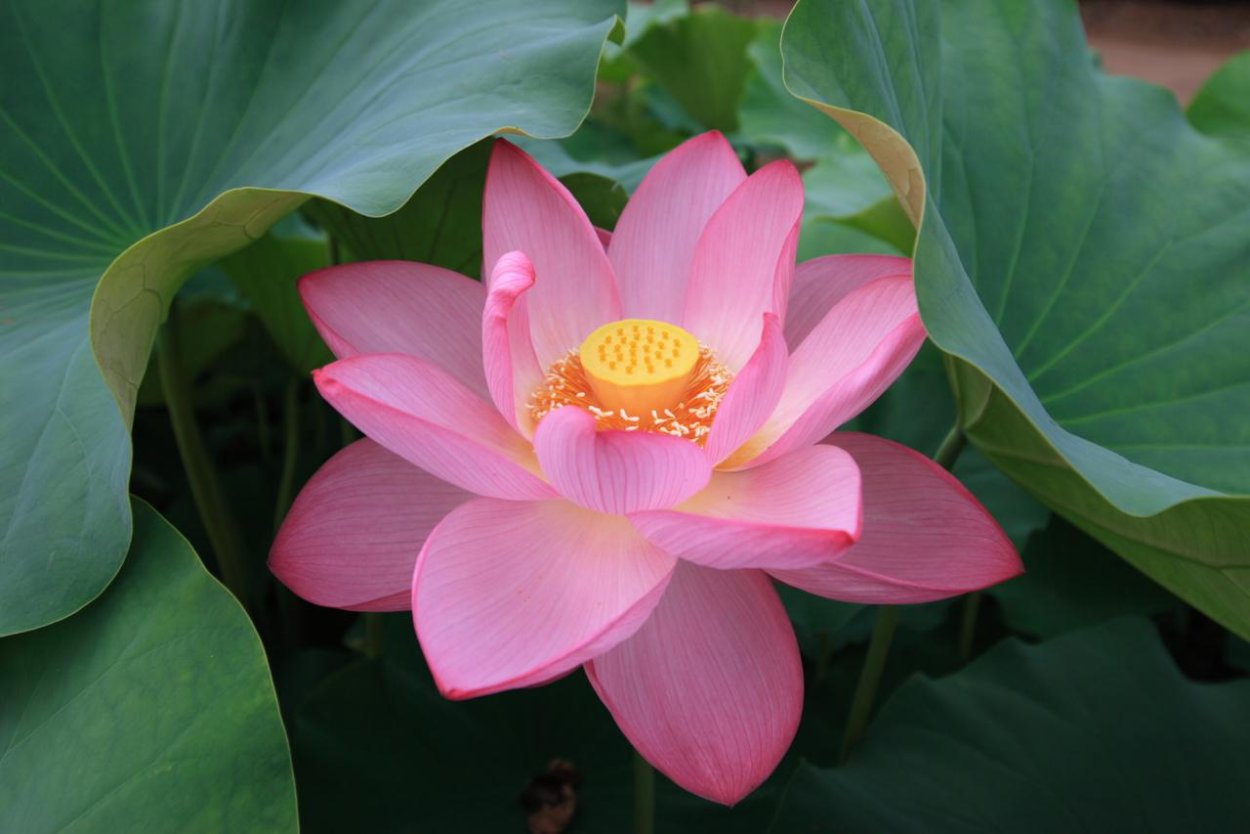 Нелумбий Лотос