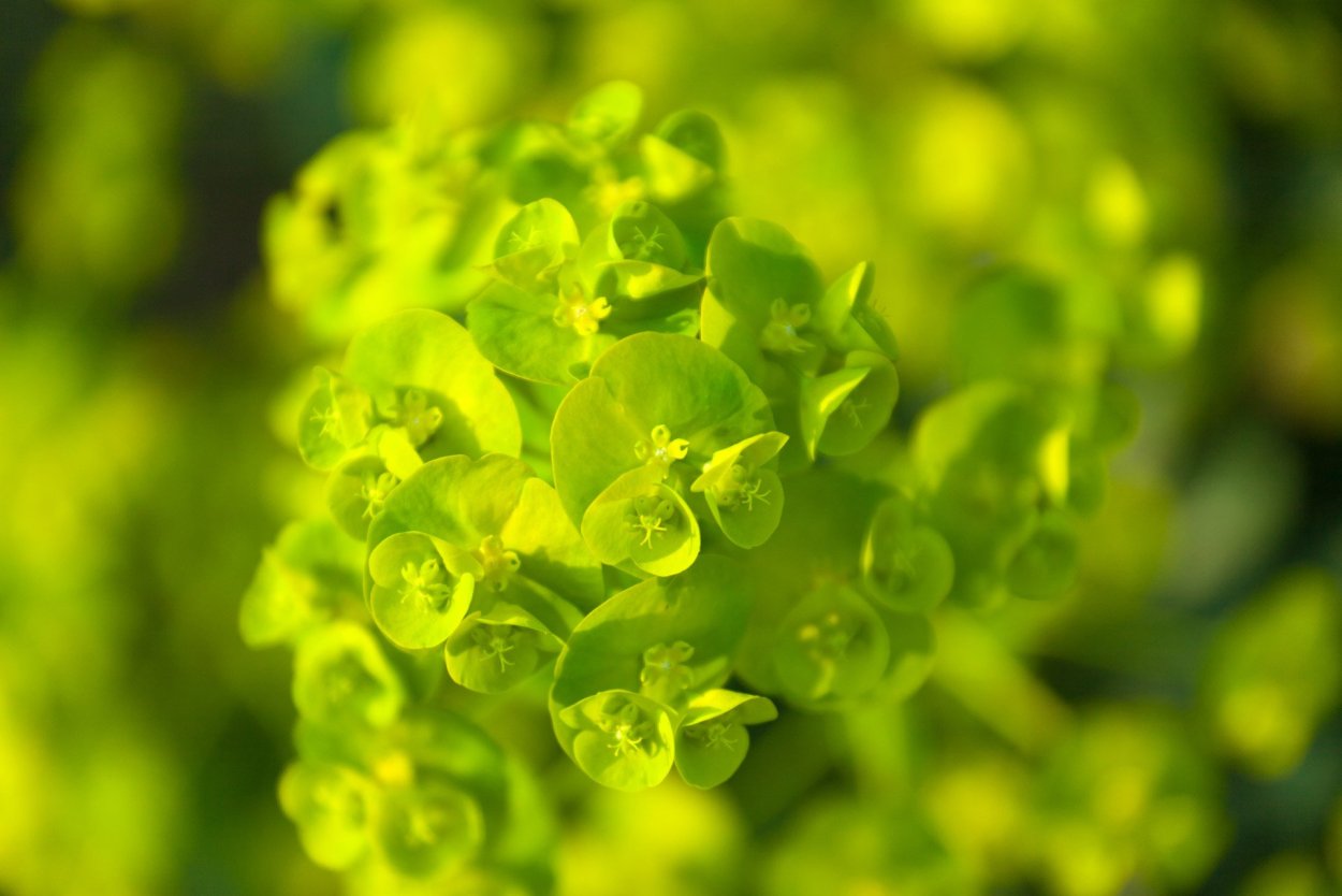 Зеленые цветы