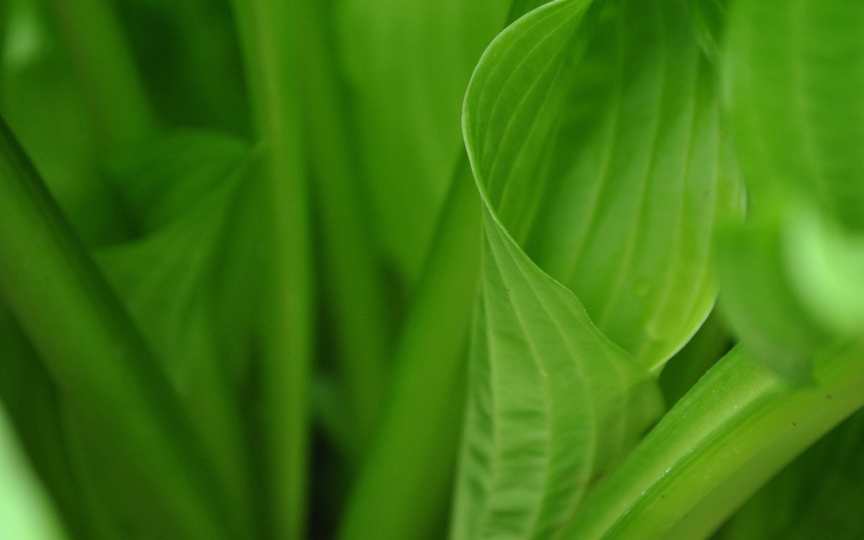 Красивая зелень