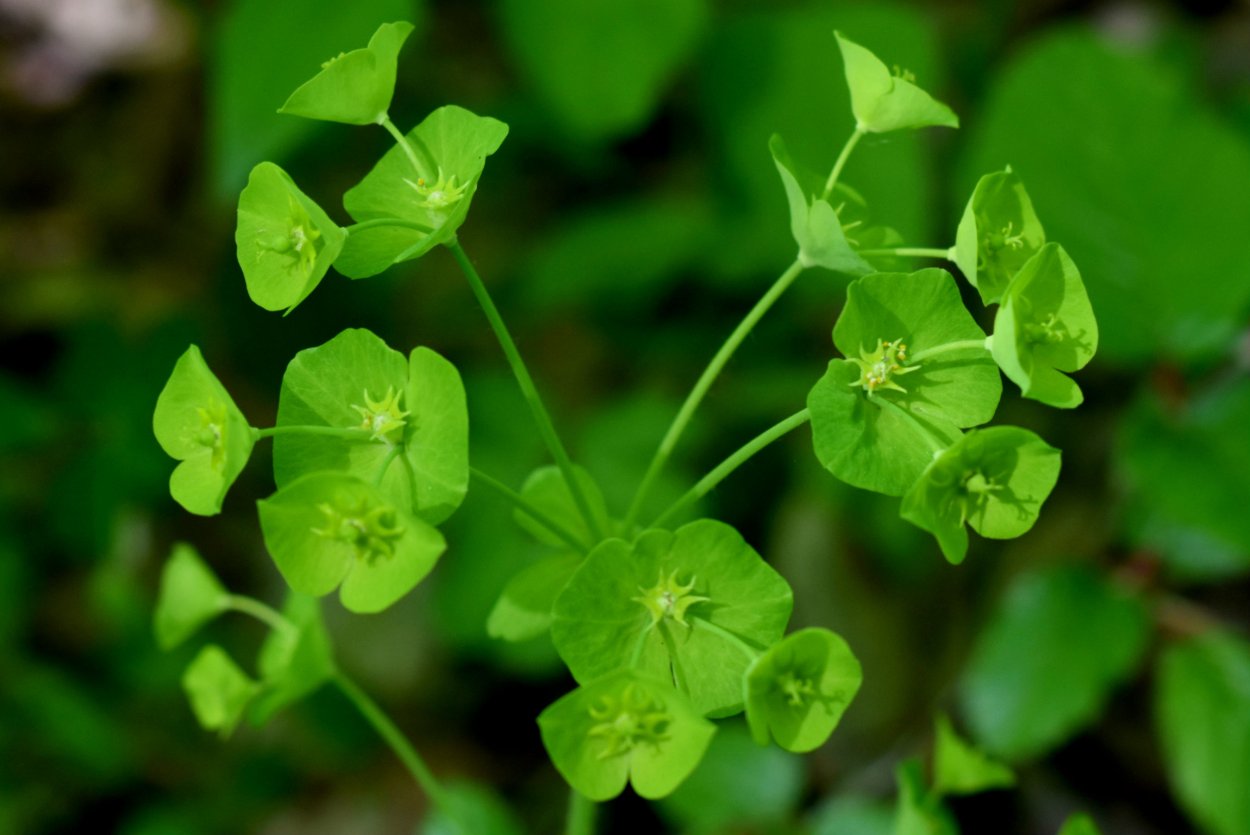 Растение с зелеными цветами