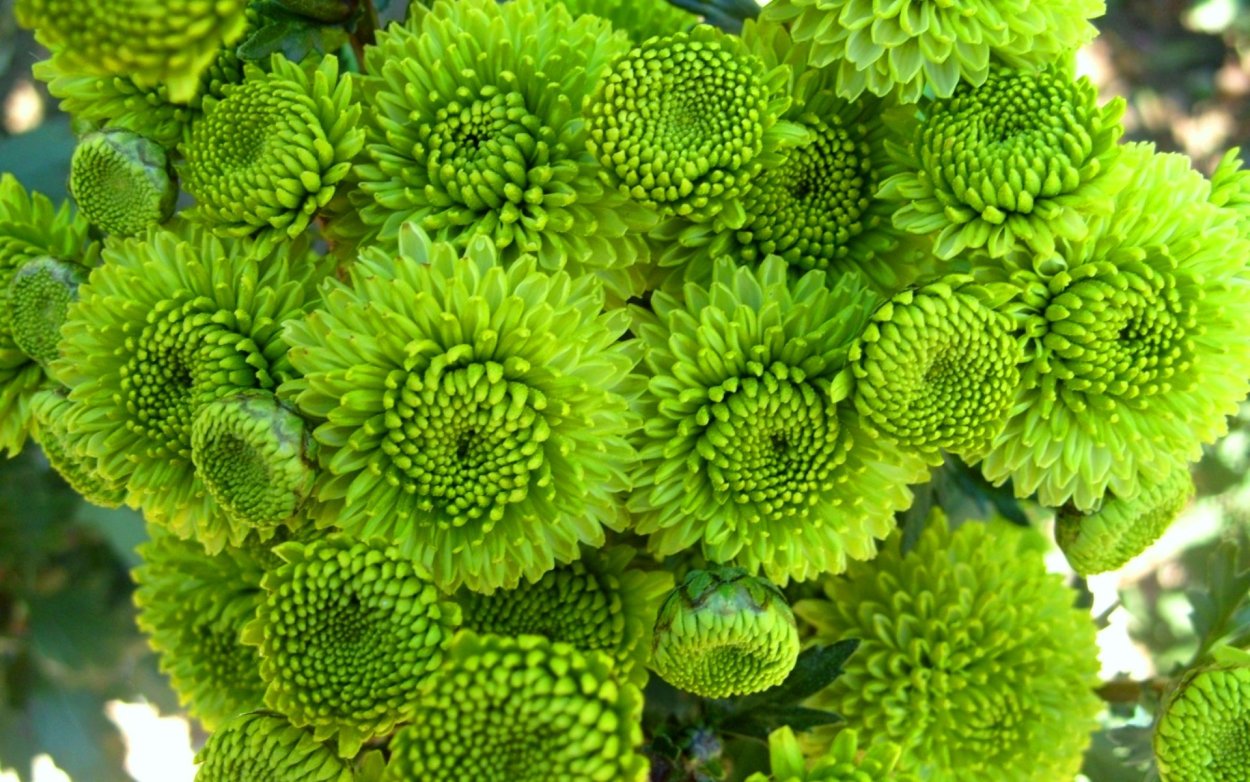 Хризантема кустовая Грин Лизард