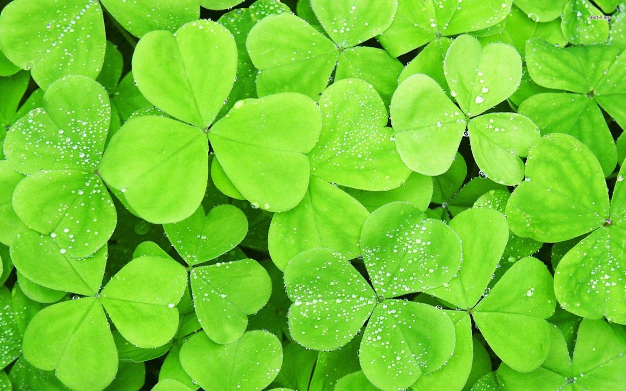 Клевер трилистник растение