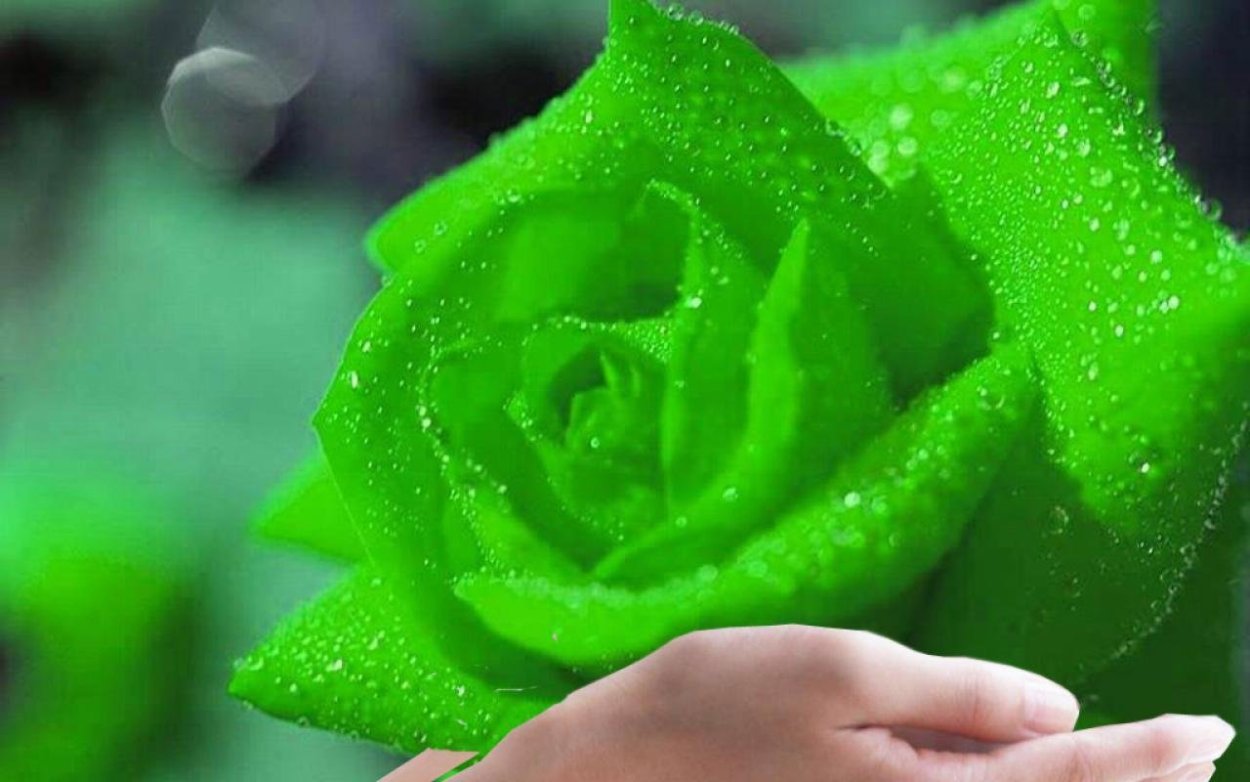 Зеленые розы