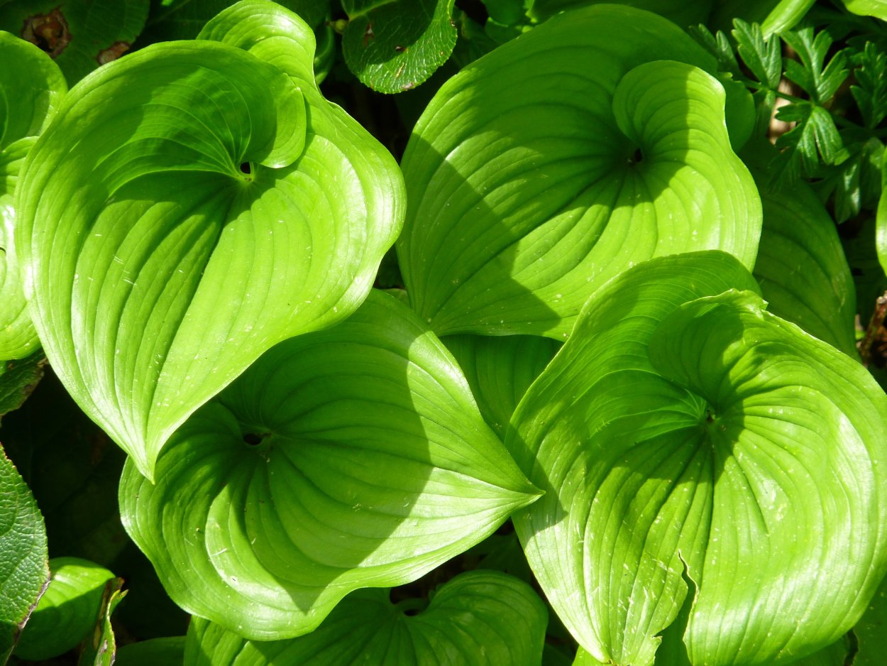 Большие листья растений