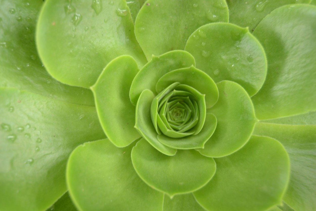 Моника Анафония зеленые цветы