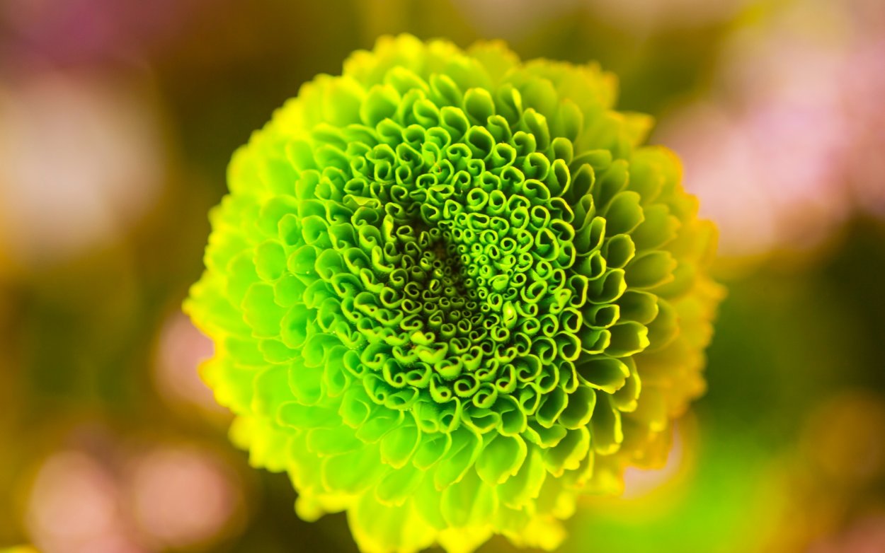 Цветы макро