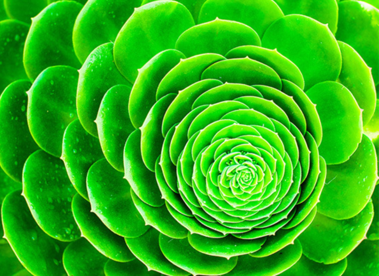 Зеленого света