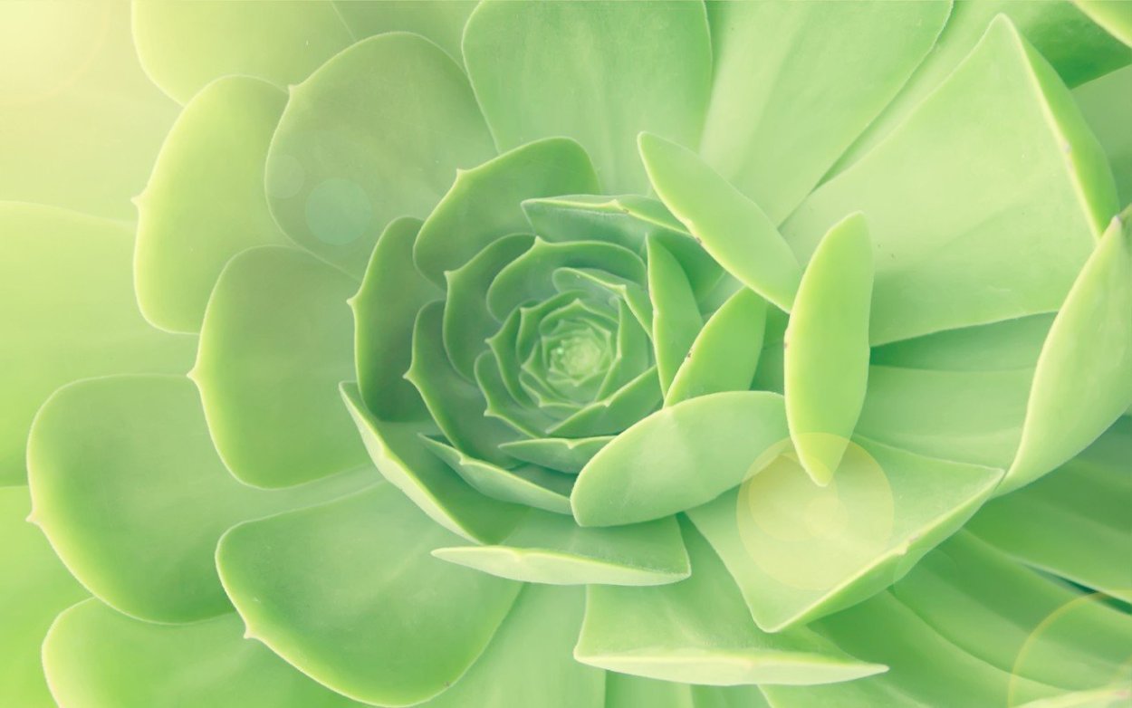 Зеленые цветы