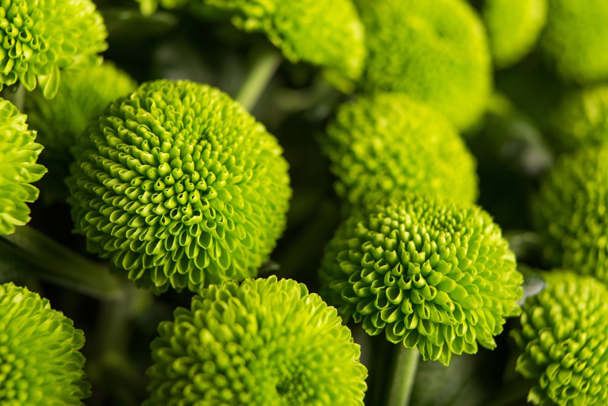 Хризантема помпонная зеленая