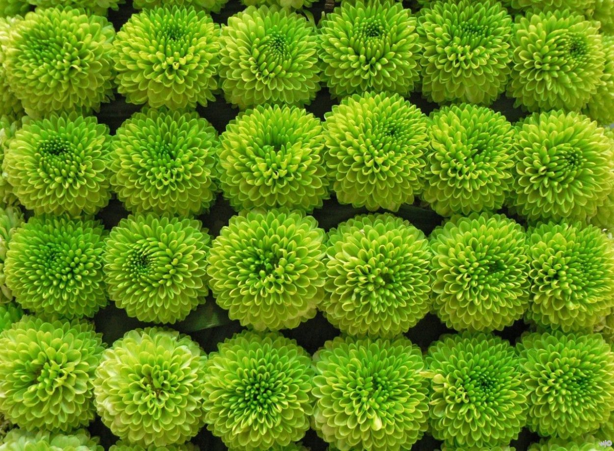 Цветы зеленого цвета