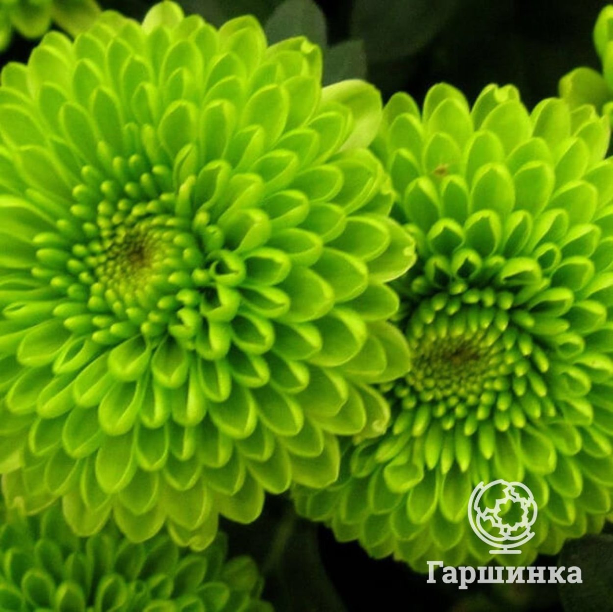 Галиаро Грин Хризантема