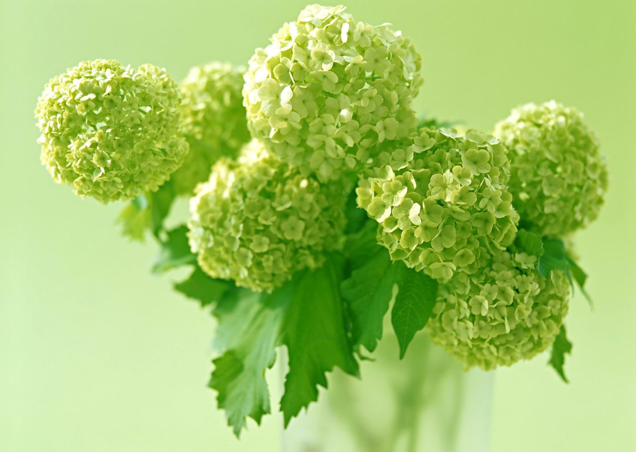 Гортензия с зелеными цветами