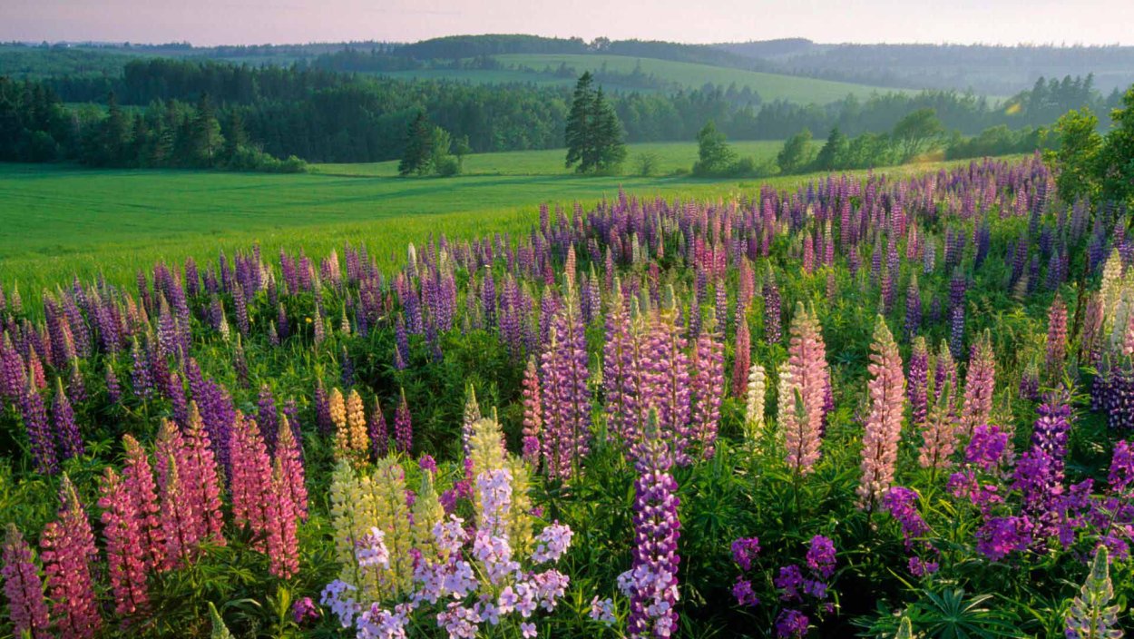 Люпиновое поле Новосибирск