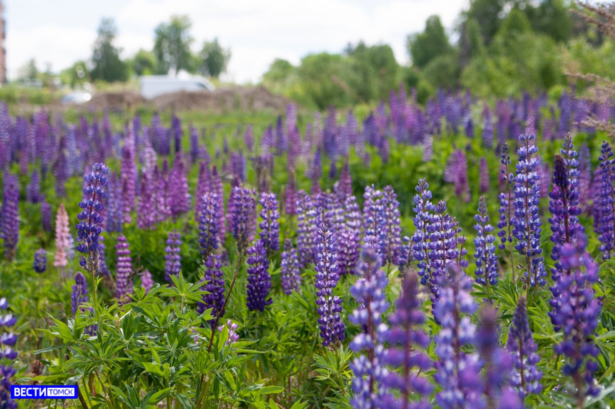 Поля люпинов в Подмосковье