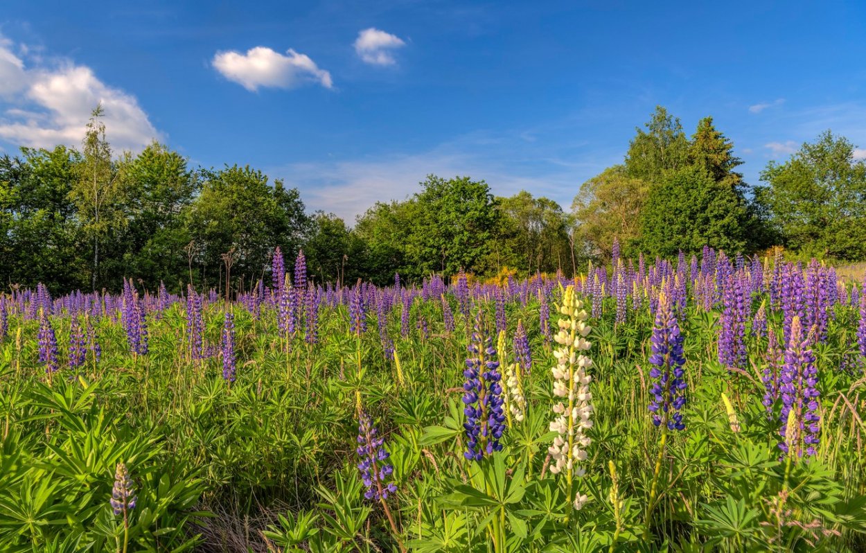 Люпины в Брянске поле