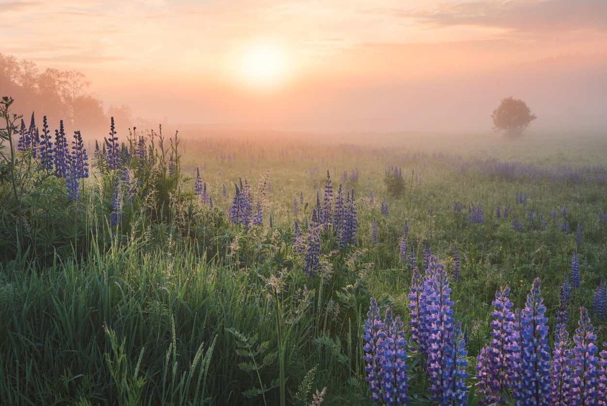 Люпины на рассвете