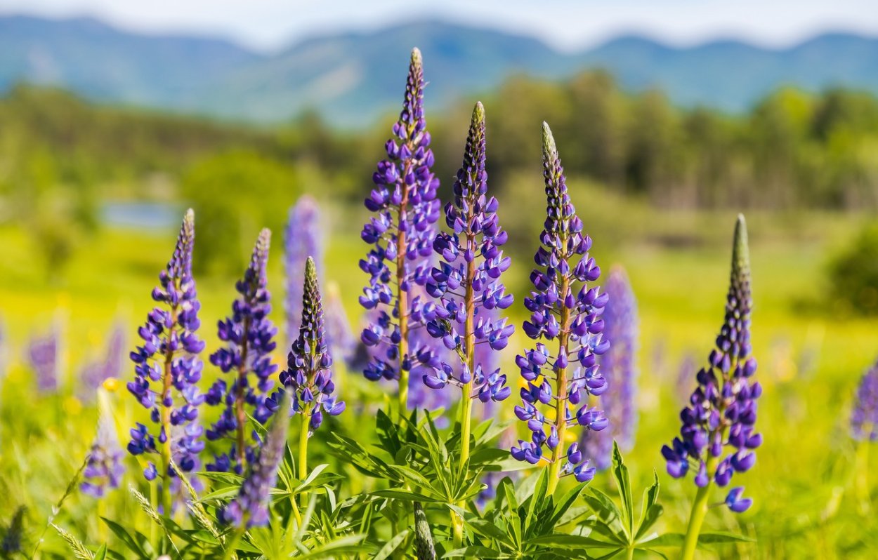 Люпин многолистный в лесу