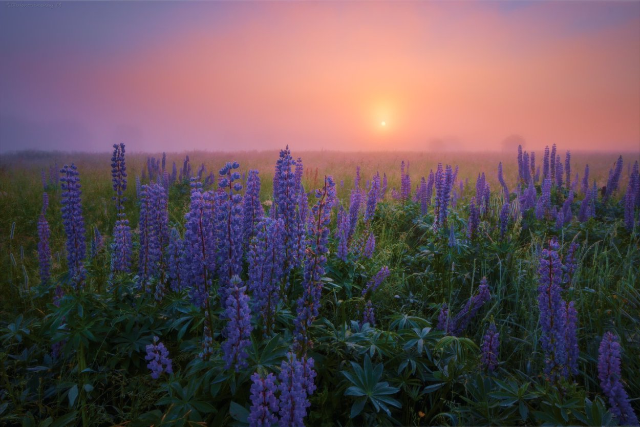 Поле люпинов