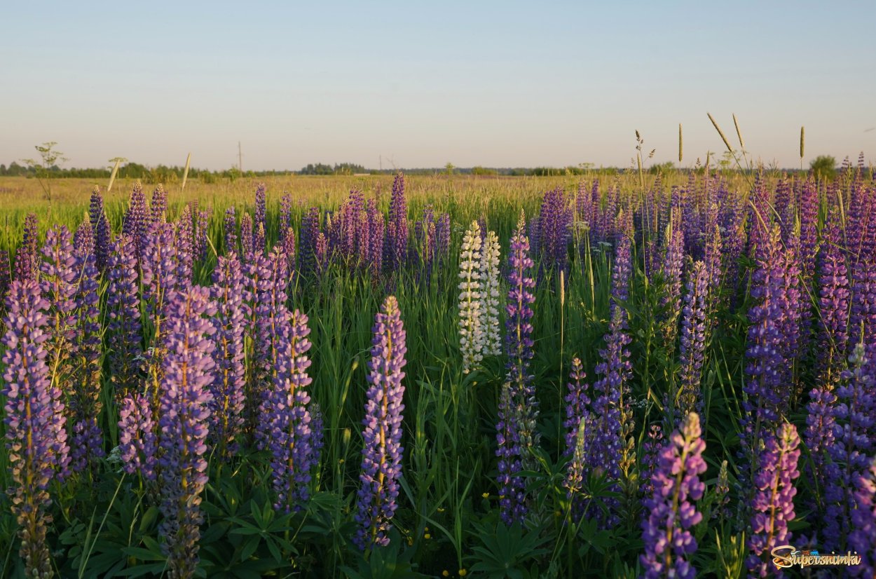 Люпины поле
