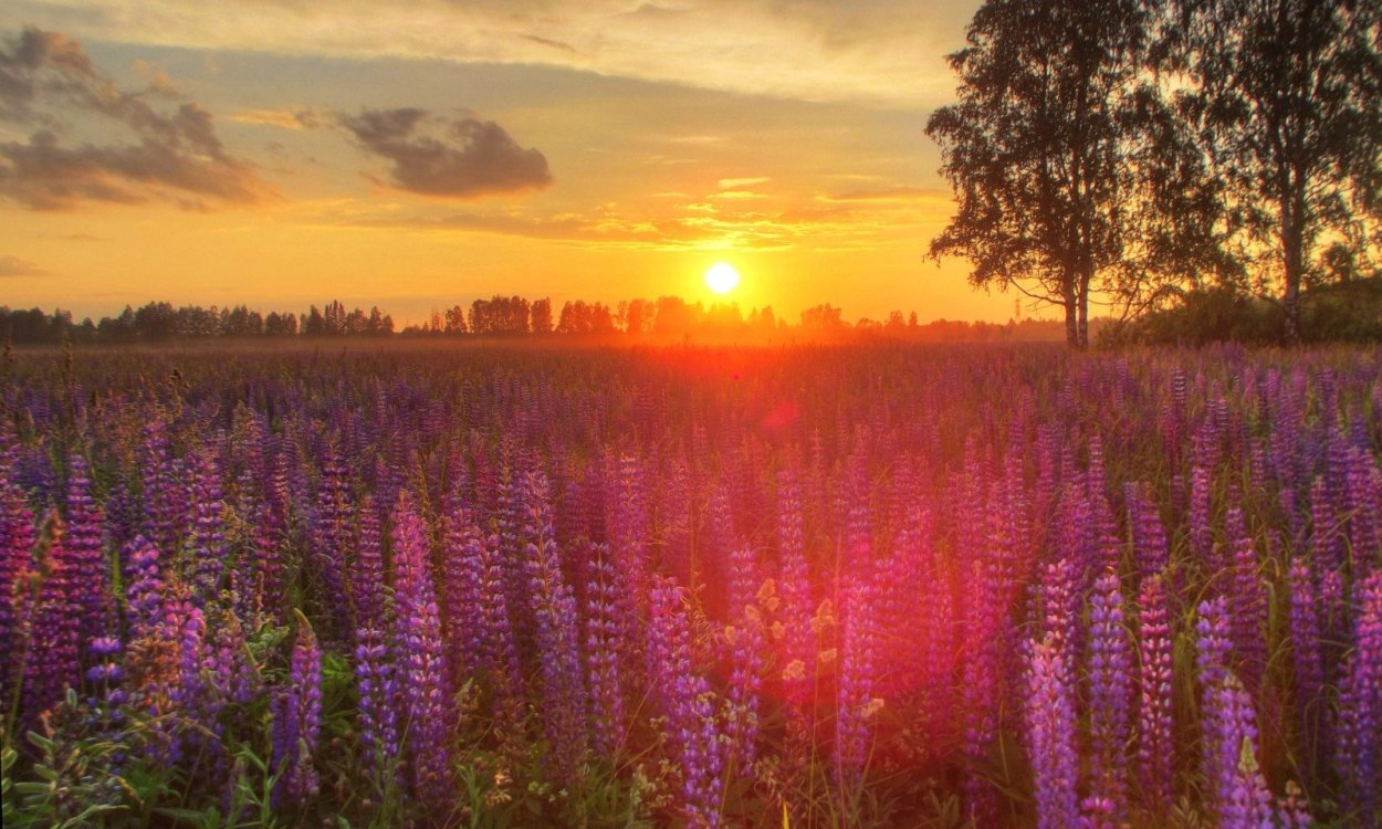 Люпины на закате