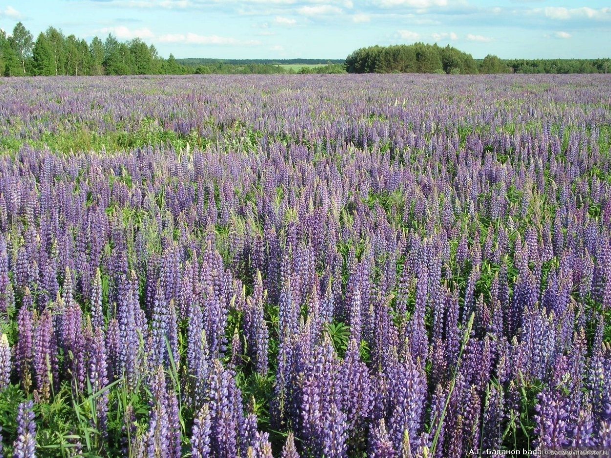 Поля Марий Эл