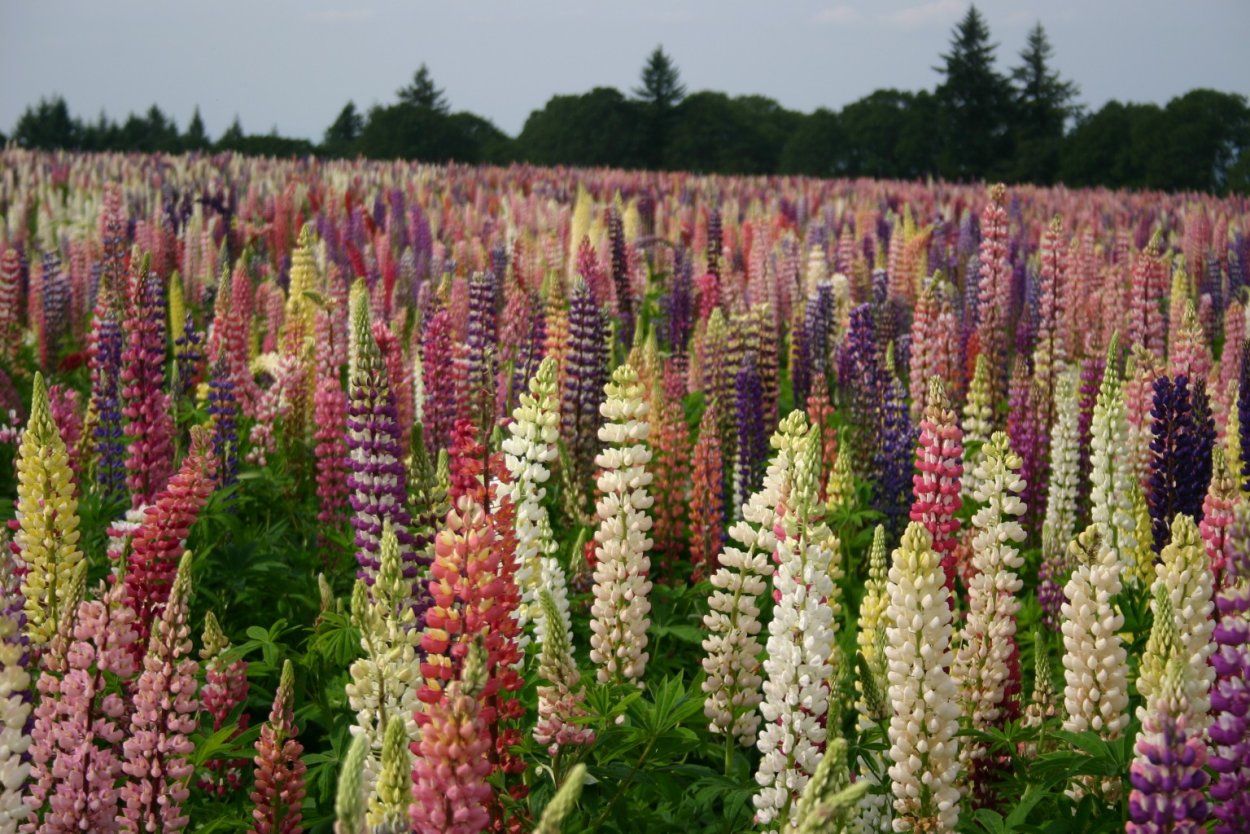 Люпин многолистный Шандэлье