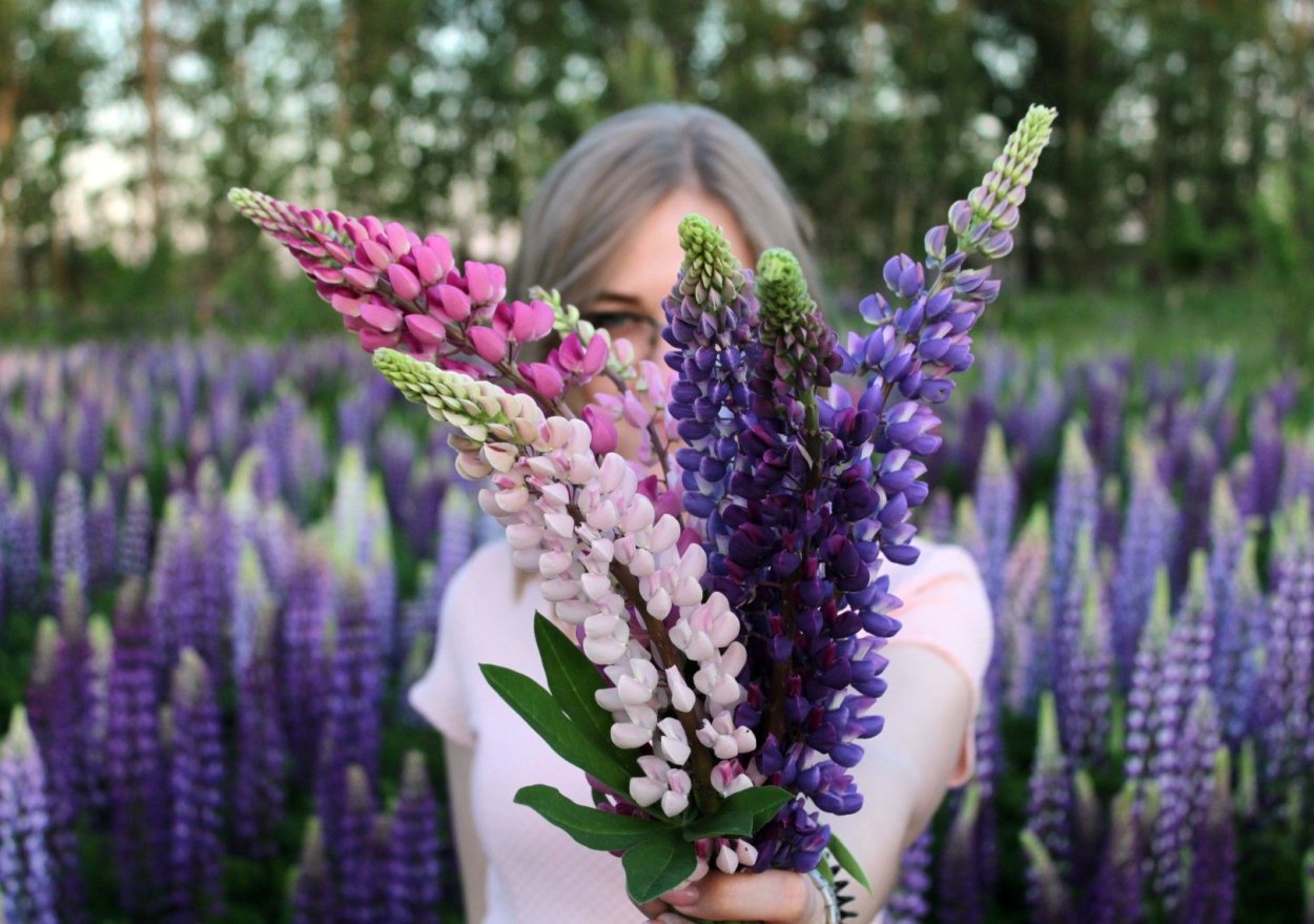 Константин Коёкин люпины