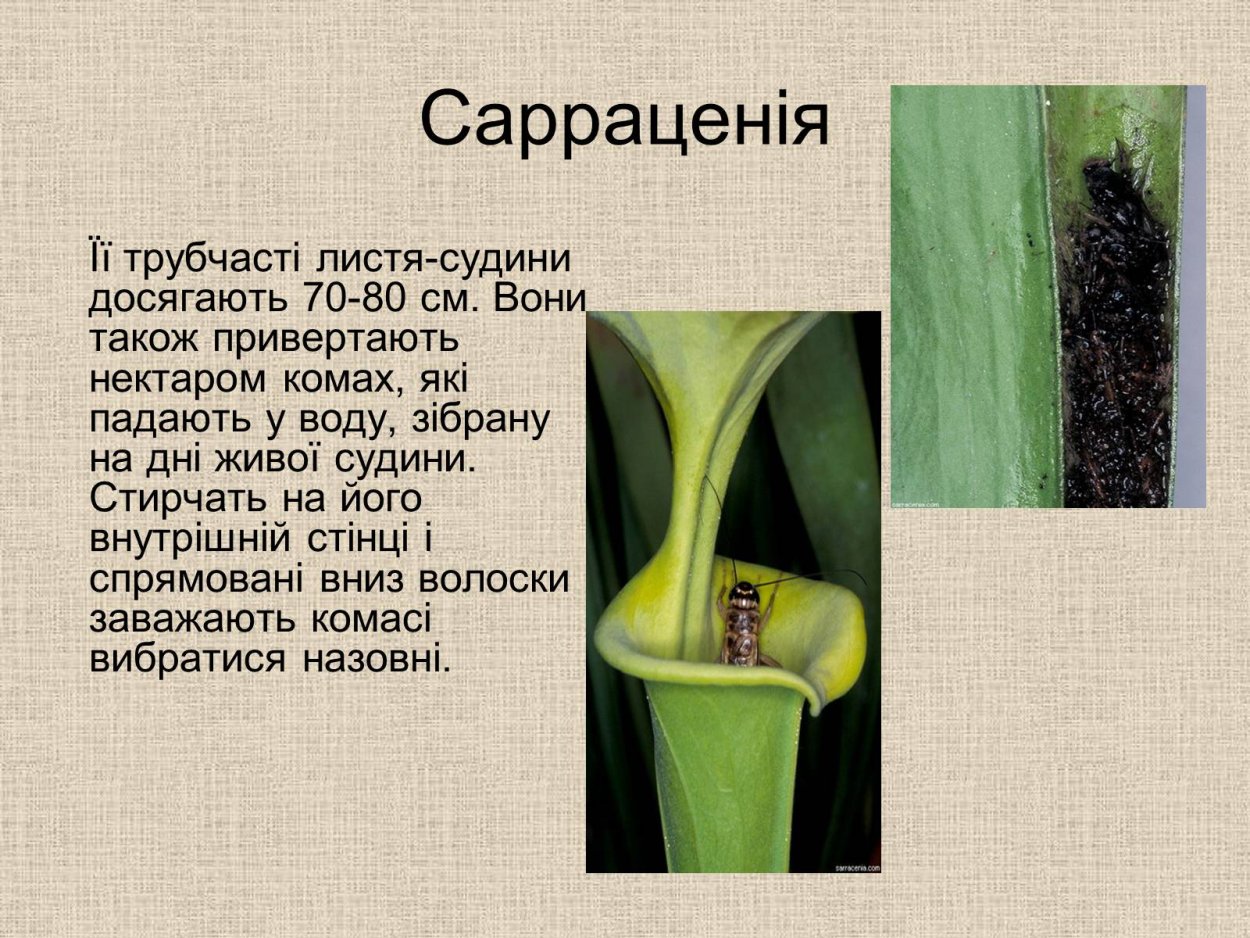 Сообщение по биологии про растение