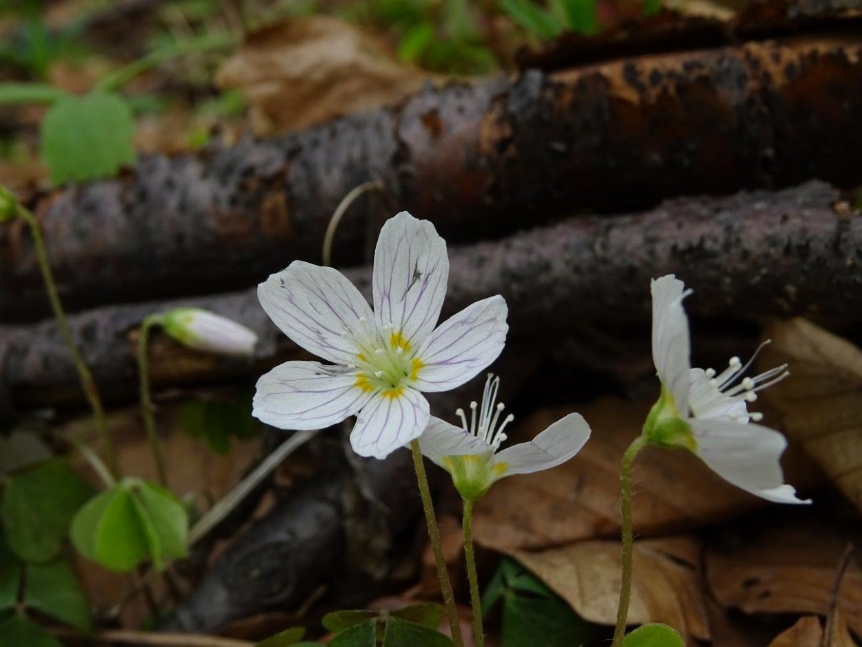 Кислица Уральская