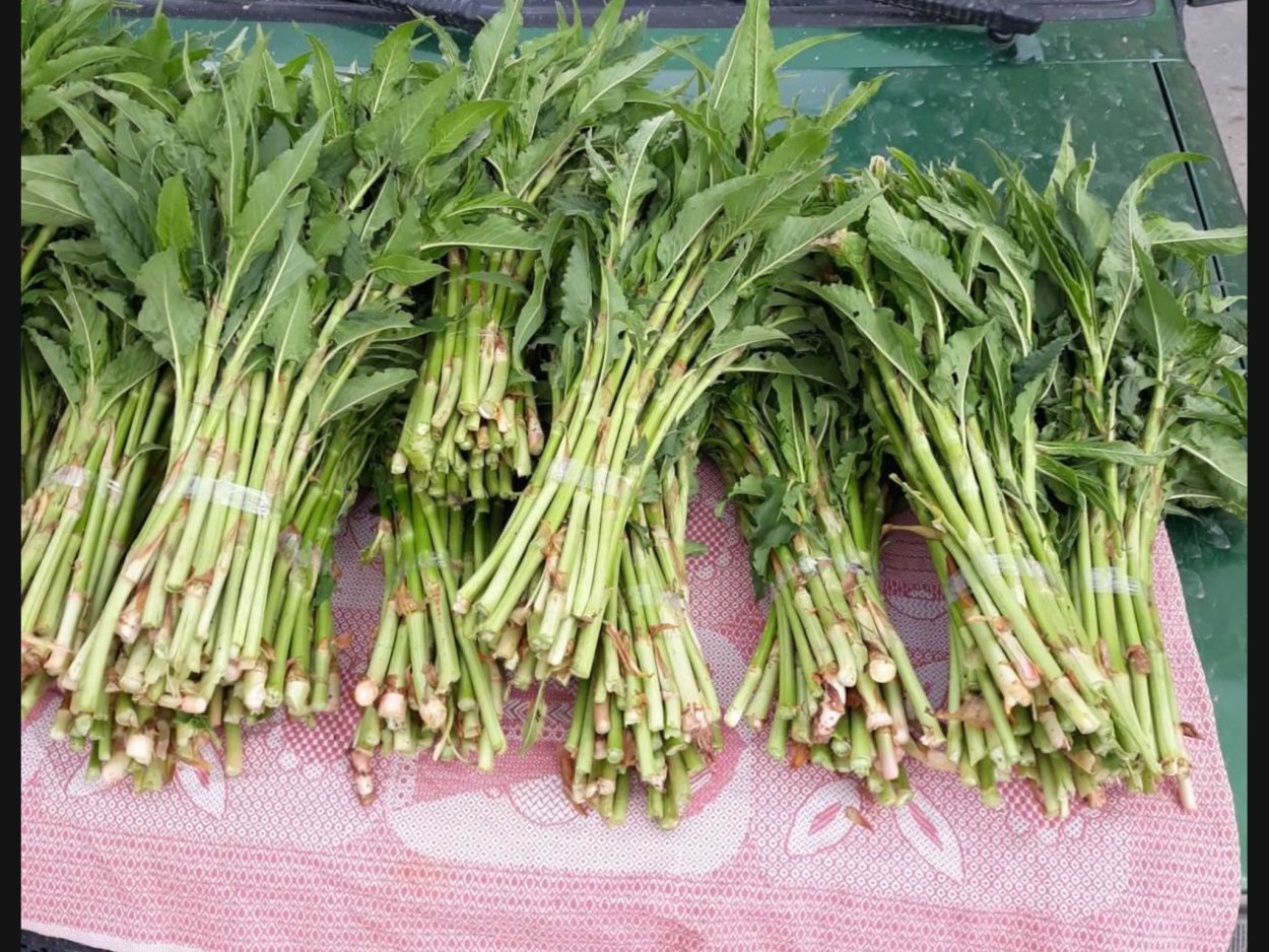 Горец Альпийский кислятка