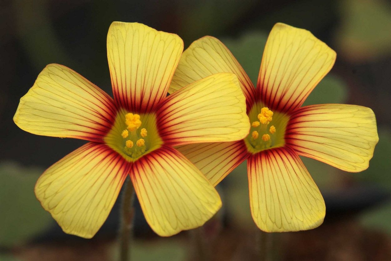 Оксалис purpurea Ruffles