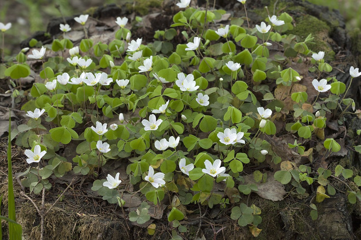 Кислица Oxalis acetosella