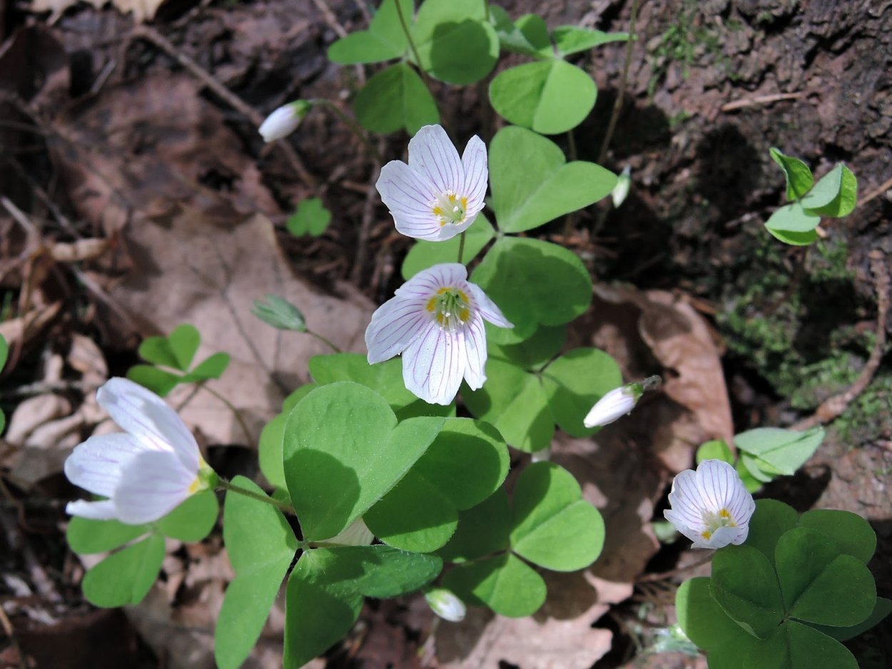 Кислица Уральская