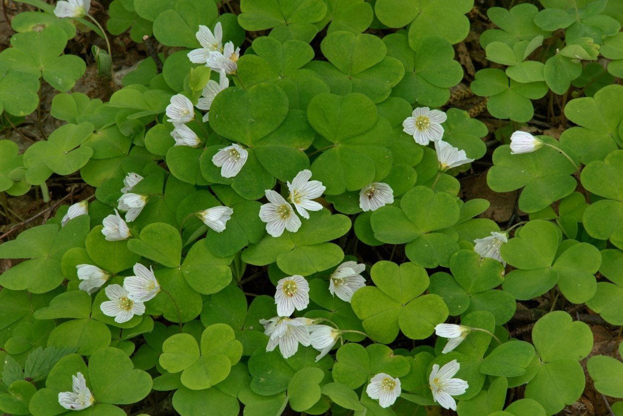 Кислица Уральская