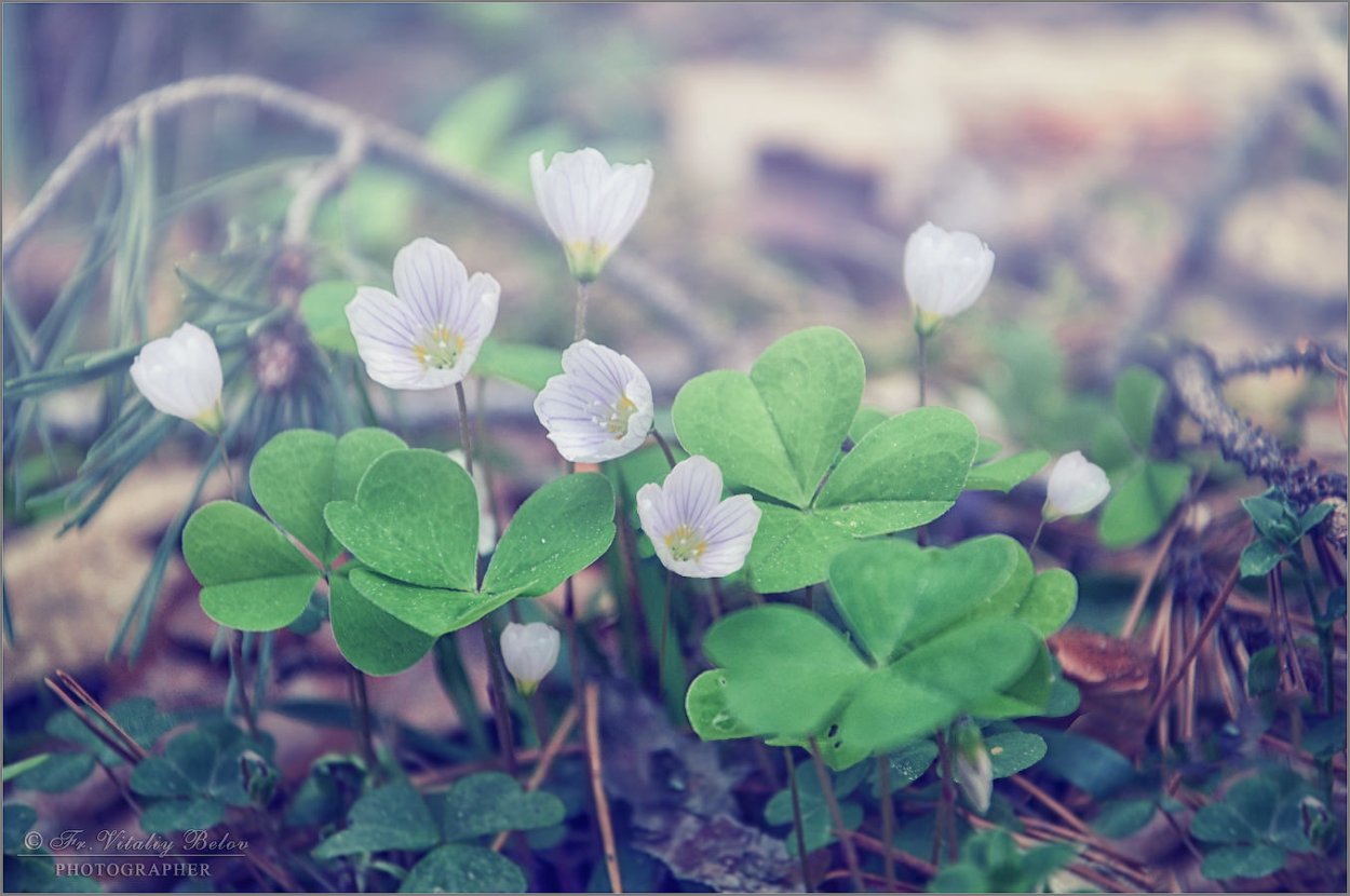 Кислица Уральская