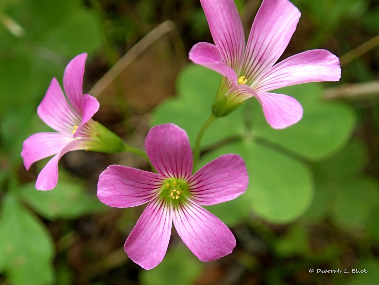 Оксалис (Кислица) железистолистная