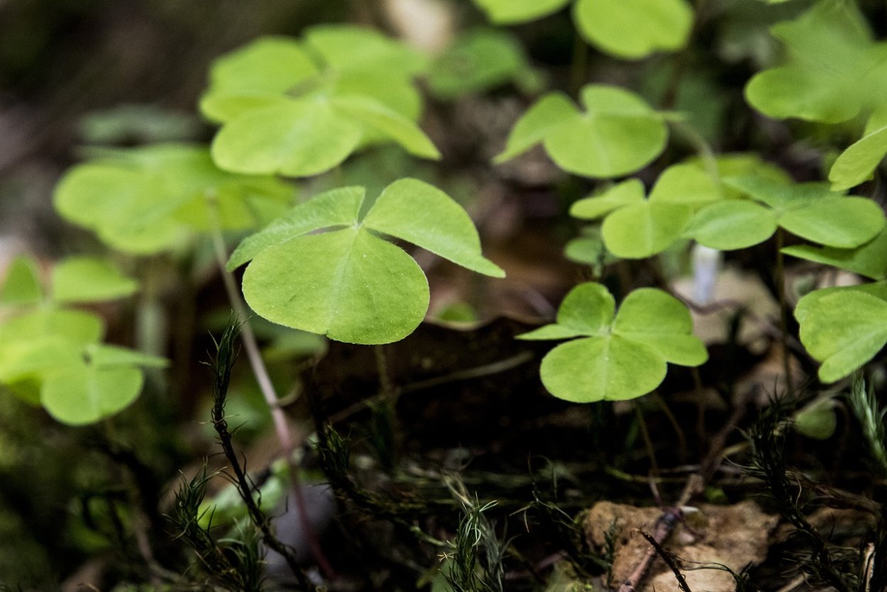 Оксалис счастливый Клевер