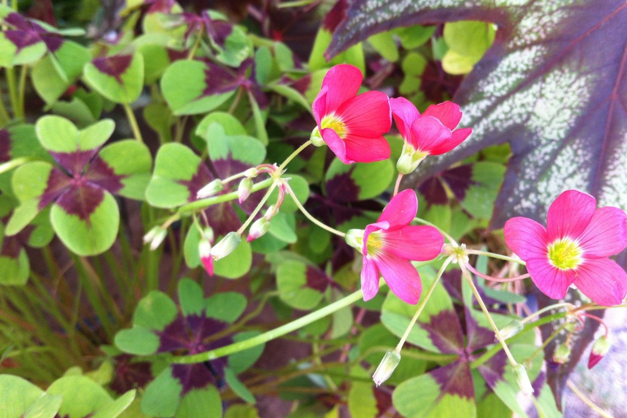 Оксалис цветок Айрон кросс