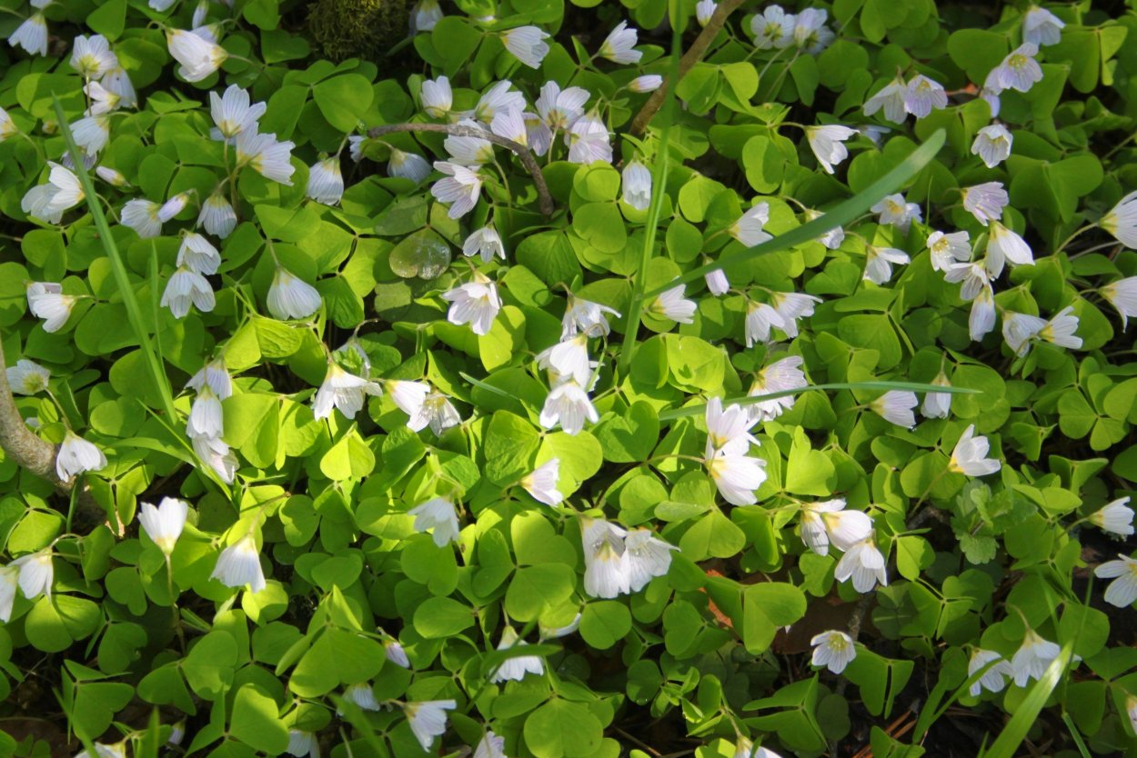 Кислица на Урале