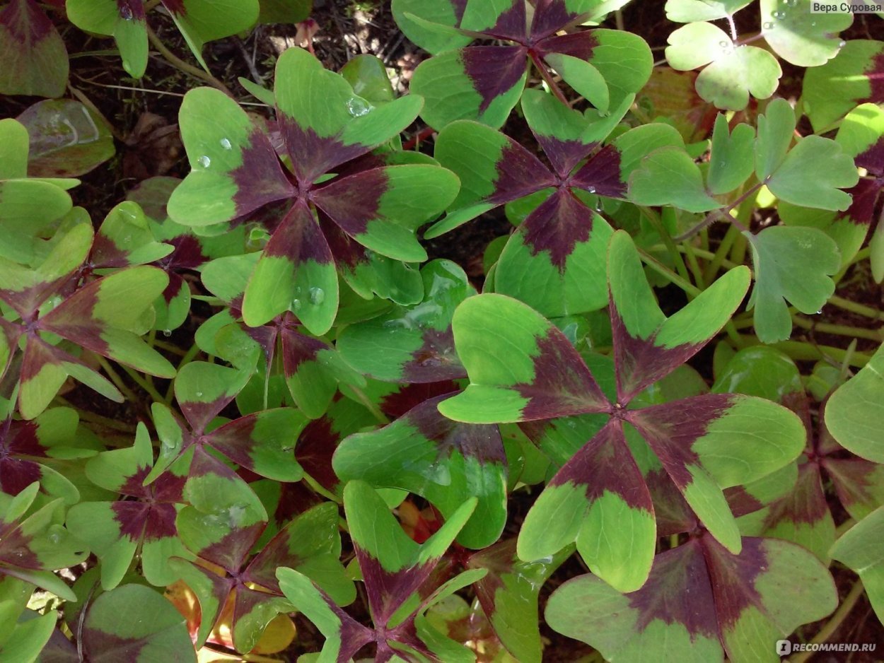 Оксалис (Кислица) Айрон кросс